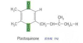 PQ[質體醌]