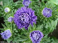 紫菊形態圖片