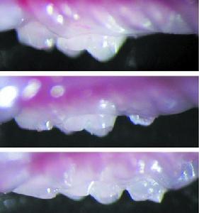 日科學家在生物再造牙上取得突破