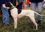 Pointer (dog breed)