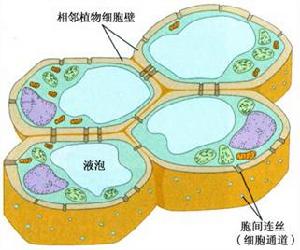 細胞學