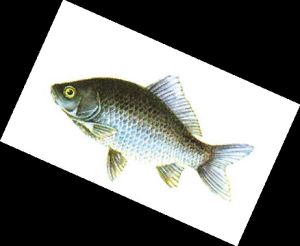 Crucian carp