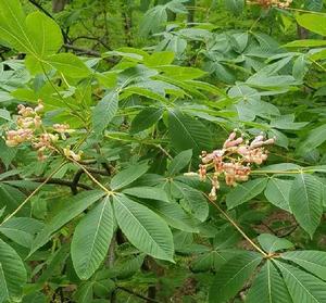 黃花七葉樹