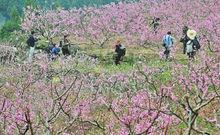 柳林鎮[四川省巴中市柳林鎮]