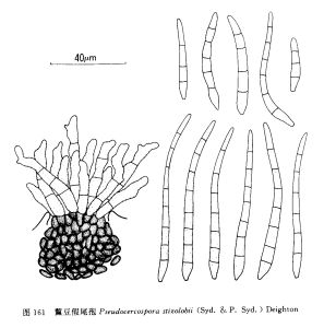 黧豆假尾孢