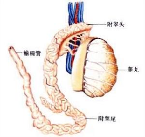 雄性生殖系統