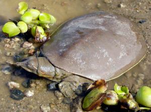 甲魚