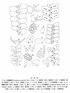 小瓣薄鱗苔