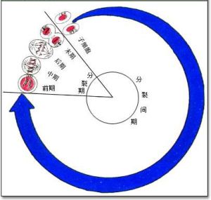 分裂周期