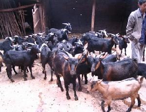 黑山羊養殖
