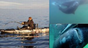 瑞典漁夫釣起565公斤巨鯊