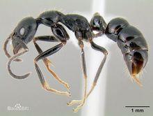 基氏細顎猛蟻（Leptogenys kitteli）的標本圖