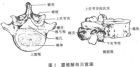 腰椎椎弓