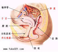 （圖）盆腔解剖圖