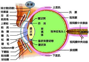 色素膜