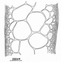 芋根江蘺的藻體縱切面