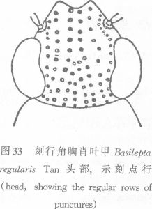 刻行角胸肖葉甲