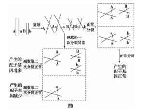 配子減數分裂