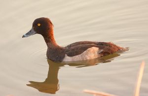 鳳頭潛鴨