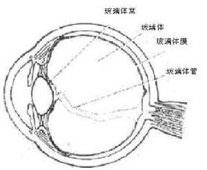 玻璃體