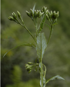 截葉風毛菊