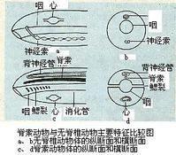 脊索動物門