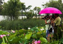 雨中荷花