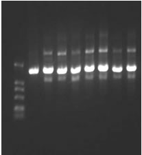 PCR擴增圖譜