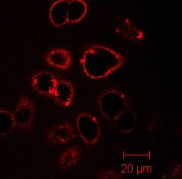 無錫納奧生物醫藥有限公司