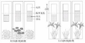 植物的光周期現象
