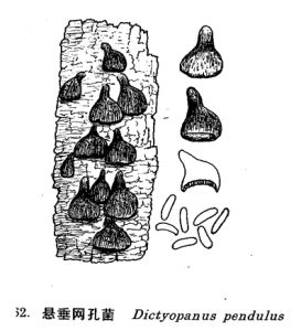 懸垂網孔菌