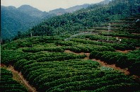 龍峰茶茶園