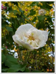 （圖）木芙蓉花