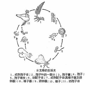 蕨類植物門