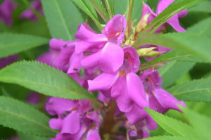 高坡鳳仙花