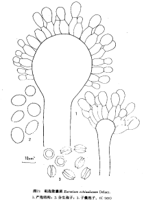 刺孢散囊菌