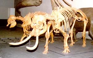 （圖）森根堡博物館裡的大象化石