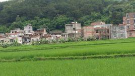 松柏村[廣西欽州市靈山縣舊州鎮松柏村]