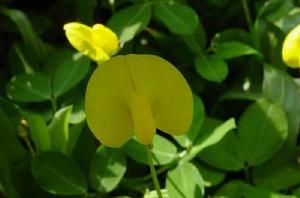 野花生[薔薇目豆科植物]