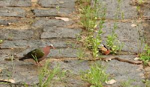 （圖）綠翅金鳩