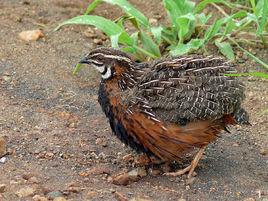 鵪鶉[雉科鵪鶉屬鳥類統稱]