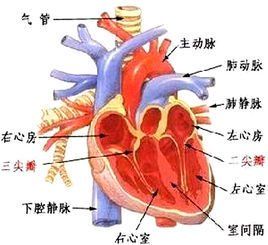 竇性心律