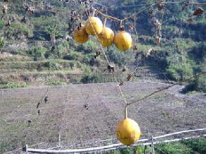 陳漢鄉