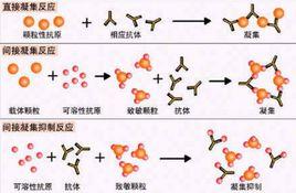 抗人球蛋白試驗