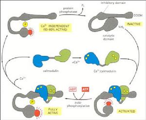 鈣調素的活化