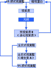 視桿細胞