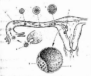 受精與卵裂