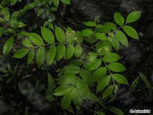 植株圖片