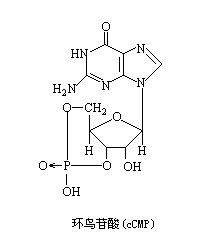 環鳥苷酸