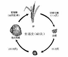 福壽螺